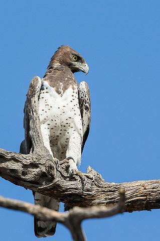 062 Botswana, Chobe NP, vechtarend.jpg